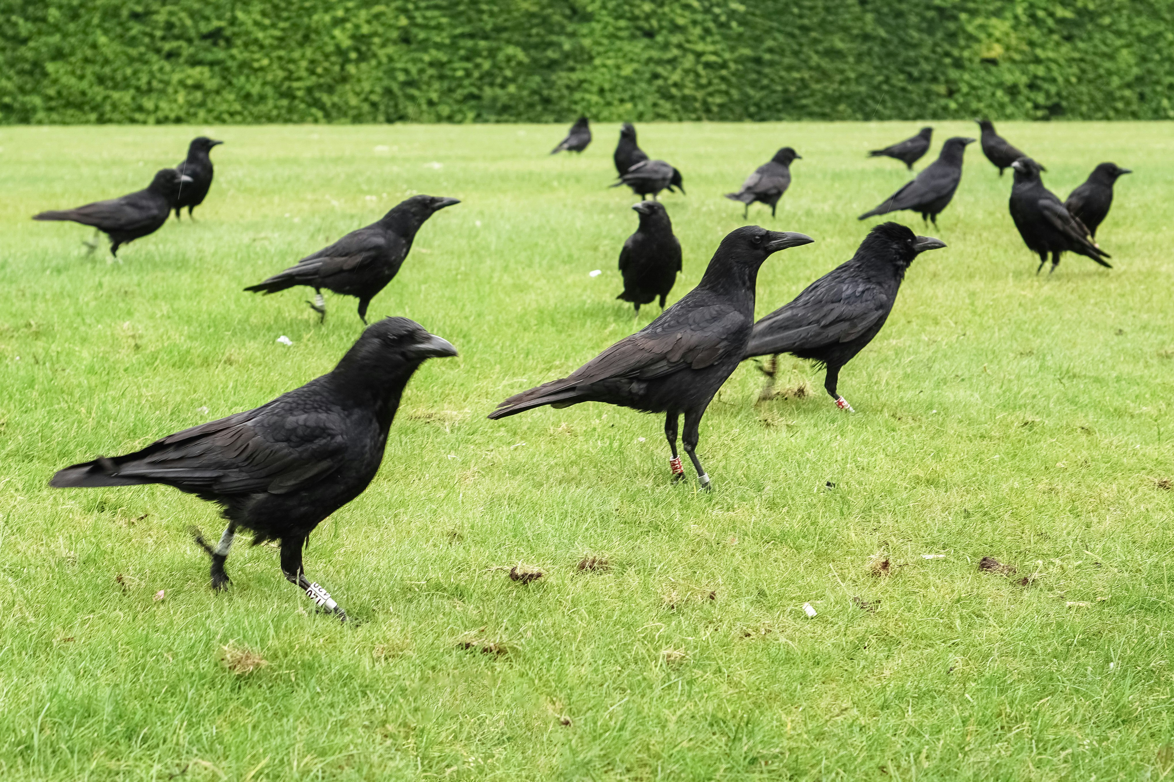 black crow on green grass during daytime
